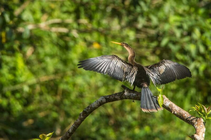 Tambopata Macaw Clay Lick 3 days/2 nights - What’s Included and What’s Not