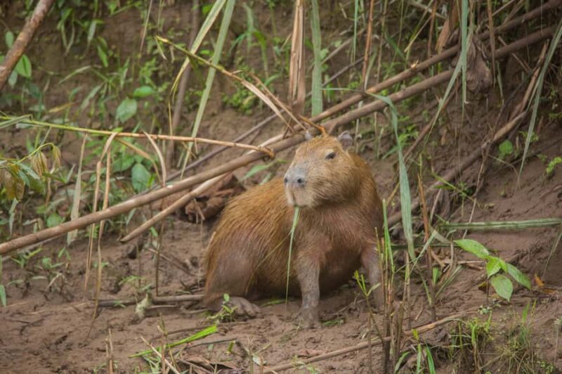 Tambopata Macaw Clay Lick 3 days/2 nights - Final Thoughts