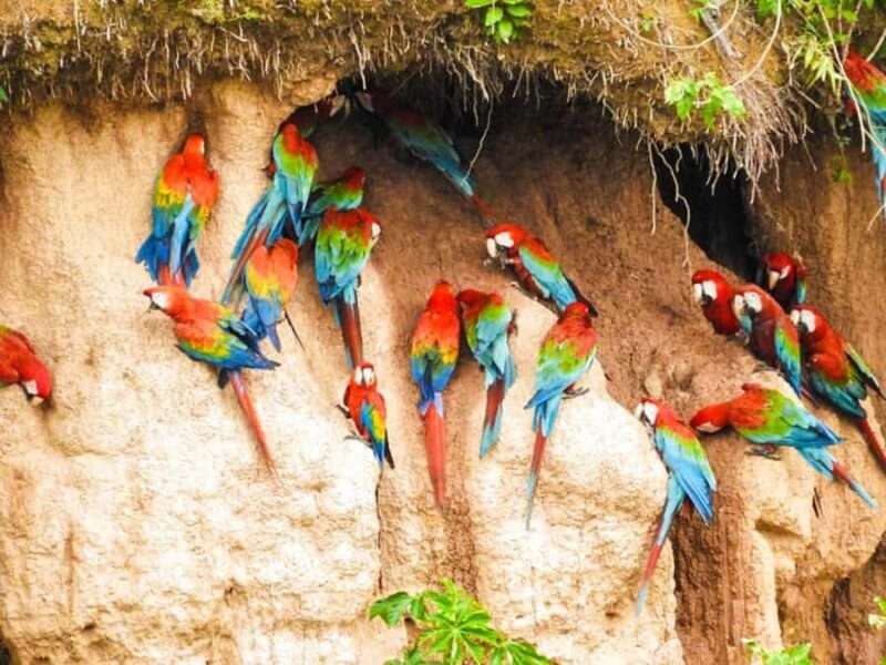 Tambopata Macaw Clay Lick 4 days/3 nights - Exploring Tambopata: An In-Depth Review of the 4-Day Macaw Clay Lick Tour