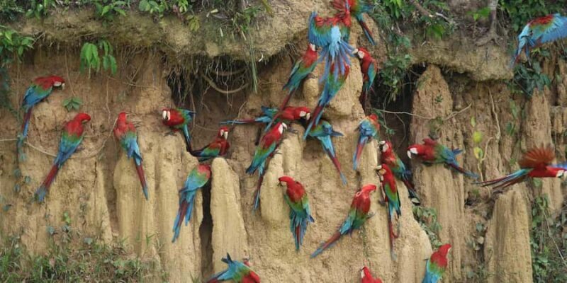 Tambopata Macaw Clay Lick 4 days/3 nights - Who Should Consider This Tour?