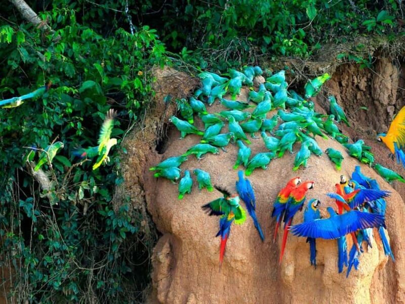 Tambopata Macaw Clay Lick 4 days/3 nights - FAQ