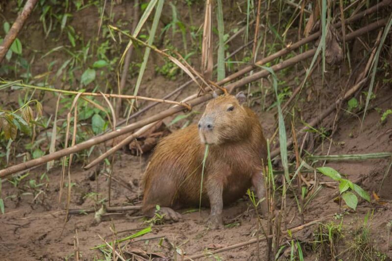 Tambopata Macaw Clay Lick 4 days/3 nights - A Detailed Look at the Tambopata Macaw Clay Lick Tour