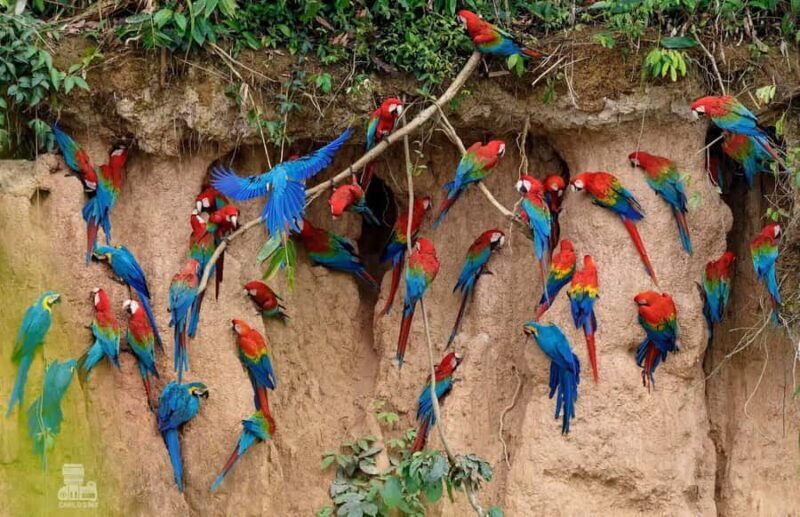Tambopata Macaw Clay Lick 5 days/4 nights - The Sum Up