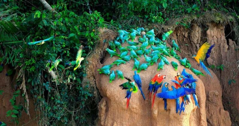 Tambopata Macaw Clay Lick 5 days/4 nights - FAQ