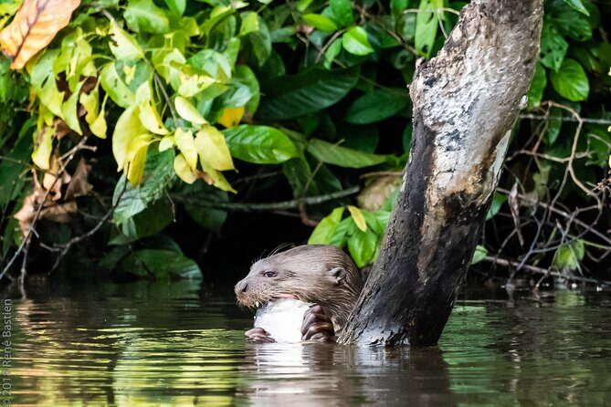 Tambopata National Reserve Tour (3 Days) - Key Points