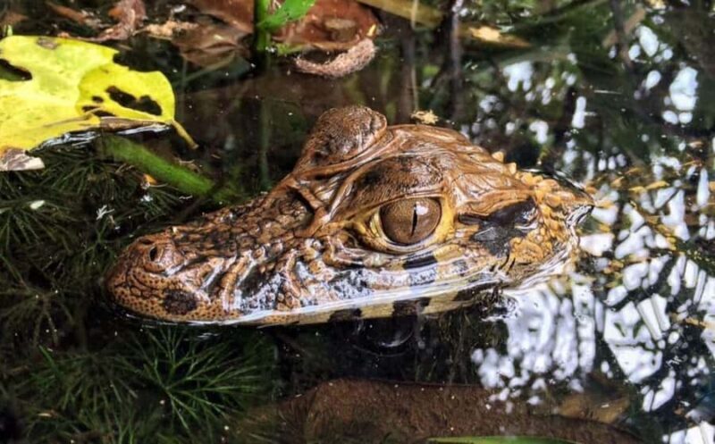 Tambopata Peruvian Amazon Jungle for Three Days/Two Nights - Exploring the Tambopata Amazon: A 3-Day Jungle Adventure