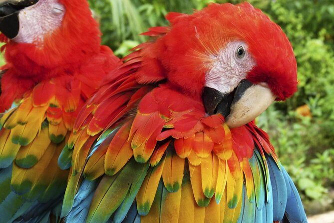 Tambopata (Puerto Maldonado) 4 Days - The Sum Up