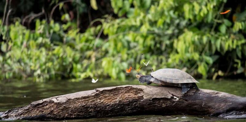 TAMBOPATA SAFARI ANIMALS 3D/2N - Frequently Asked Questions