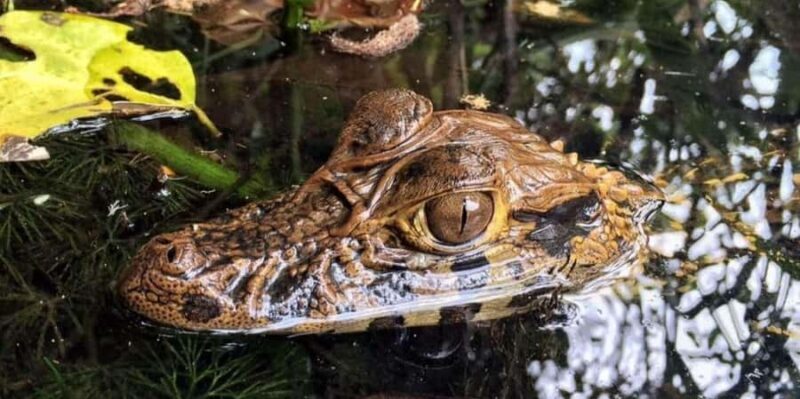 TAMBOPATA SAFARI ANIMALS 3D/2N - Key Points