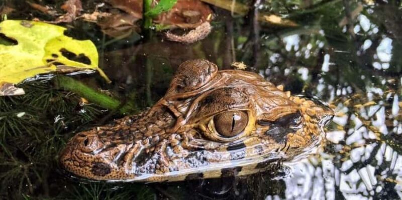 Tambopata: Sandoval Lake and Cayman Safari 2 days - Practical Considerations