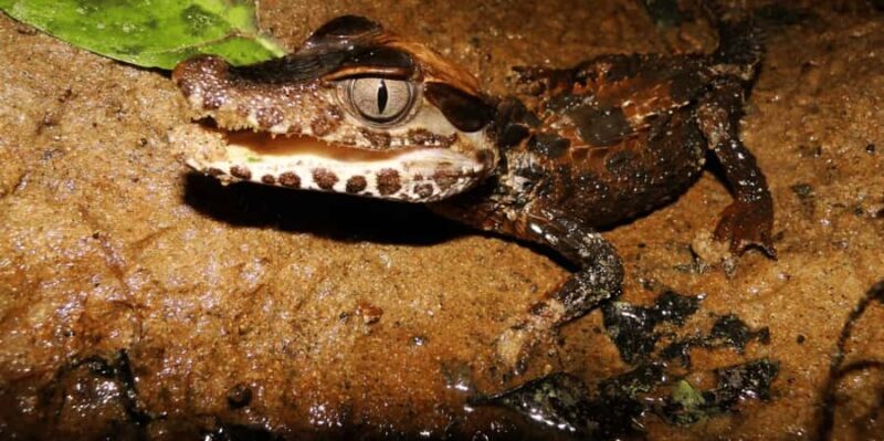 Tambopata: Search for Caimans in the Amazon | Night Tour | - Who Will Love This Tour?