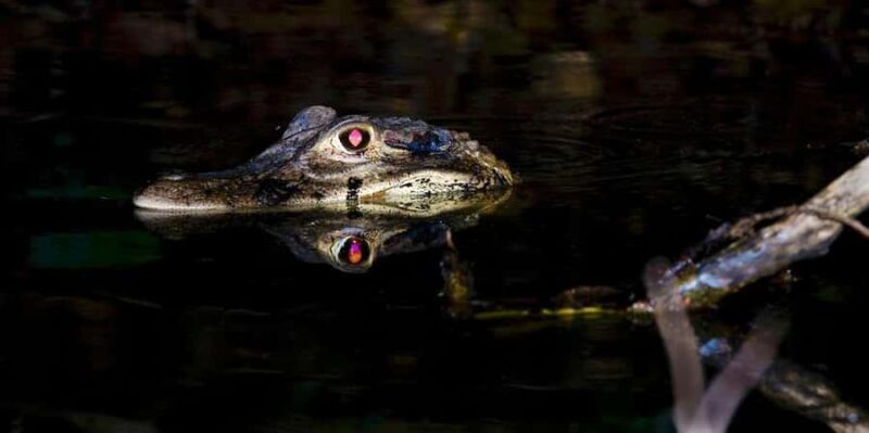 Tambopata: Search for Caimans in the Amazon | Night Tour | - FAQ