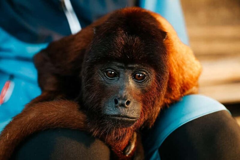 TAMBOPATA SUNSET TOUR (3 DAYS  2 NIGHTS) - In-Depth Review of the Tambopata Sunset Tour