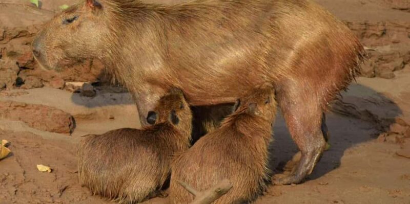 TAMBOPATA SUNSET TOUR 3D/2N - Final Thoughts