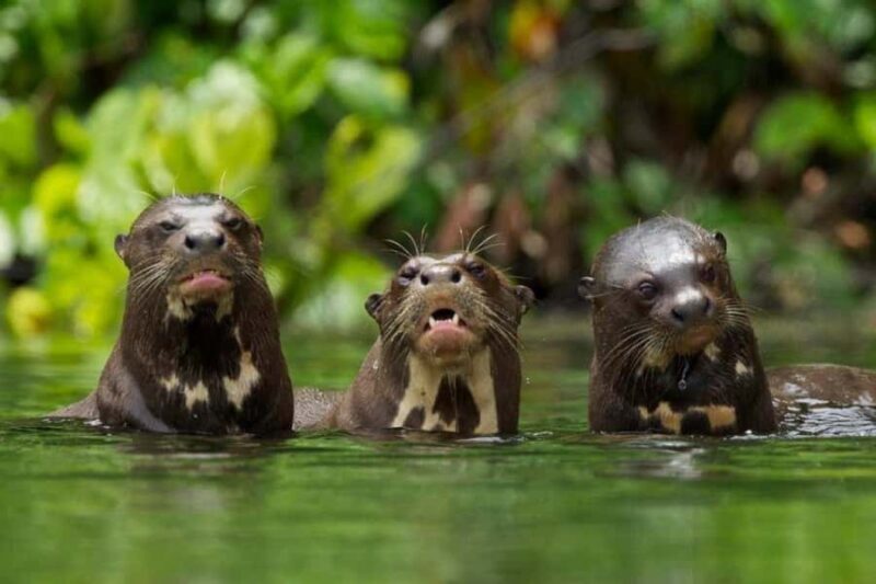 Tambopata Tour 3 Days - Experience the Amazon with a 3-Day Tambopata Tour in Peru