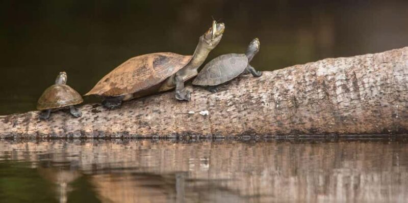 Tambopata Tour 4 Days - Final Thoughts: Is This the Tour for You?