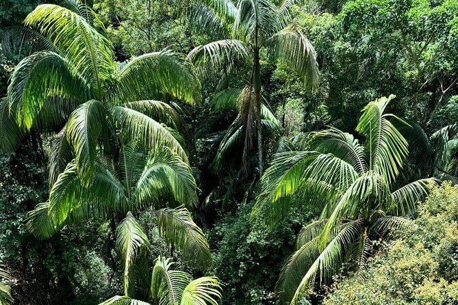 Tamborine Explorer from Gold Coast - Key Points