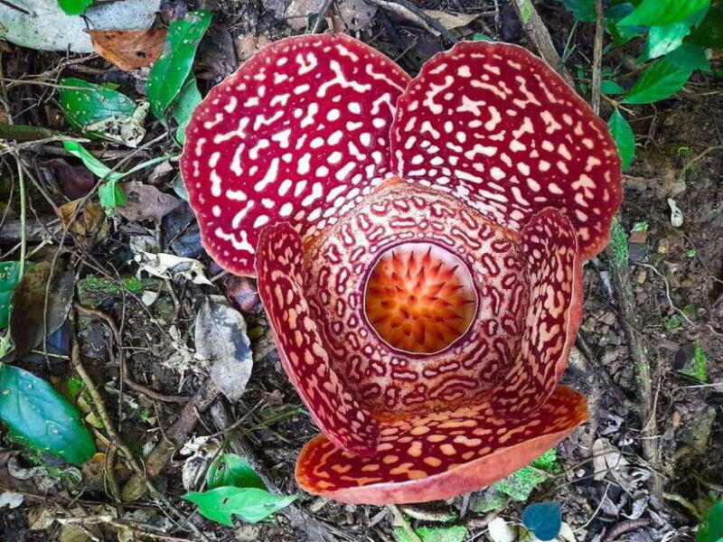 Tambunan: Rafflesia Flower Trekking with Rustic Lunch - An Authentic Journey into Sabah’s Natural Wonders