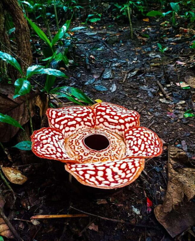Tambunan: Rafflesia Flower Trekking with Rustic Lunch - Final Thoughts on Value and Authenticity