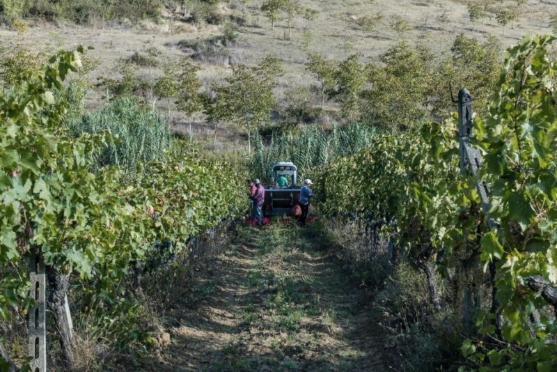 Tamburini Wine Tour and Tasting - Final Thoughts: Why This Tour Stands Out