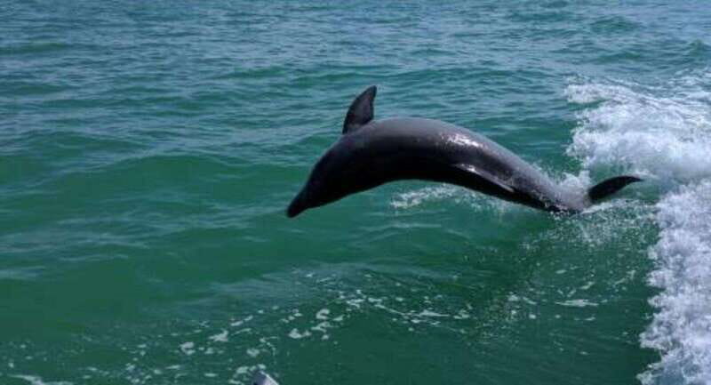 Tampa Bay: Dolphin Shelling Snorkeling Cruise - A Deep Dive into the Experience