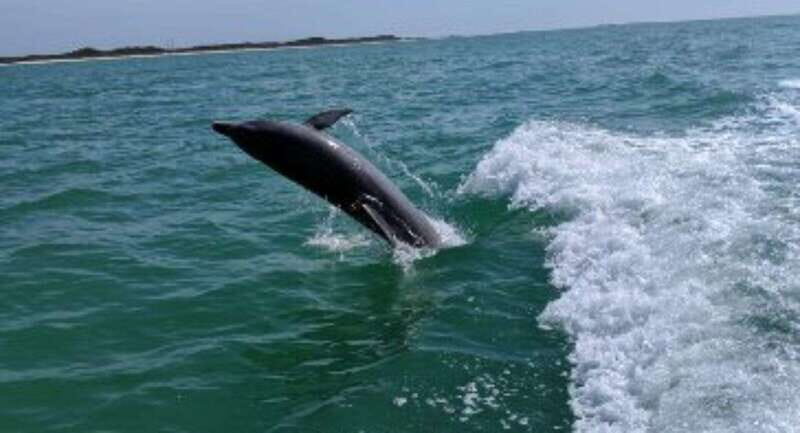 Tampa Bay: Dolphin Shelling Snorkeling Cruise - Why This Tour Might Be Perfect for You