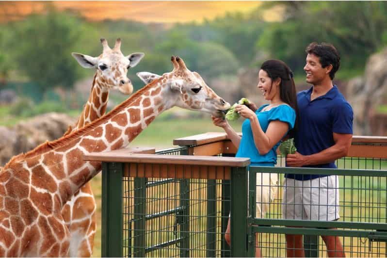 Tampa Bay: Serengeti Safari Tour - An In-Depth Look at Tampa’s Serengeti Safari Tour