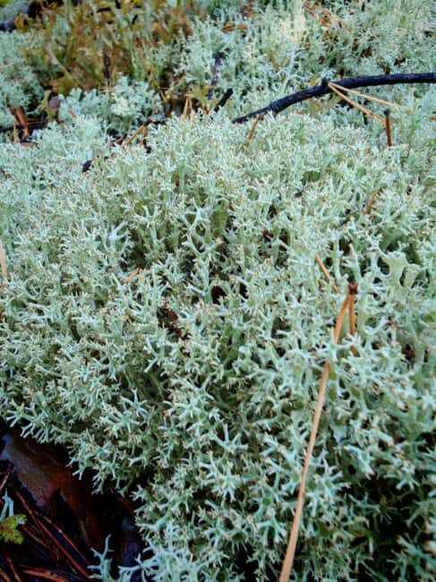 Tampere: Mushroom Picking and Tasting Tour with Meal - Experience Overview: Tampere’s Mushroom Picking and Tasting Tour with Meal