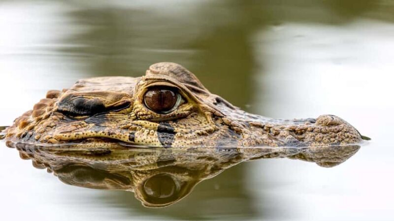 Tampobata/Search for alligators, capibaras and sunset - Who Should Consider This Tour?