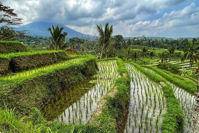 Tanah Lot - Ulun Danu Beratan Temple - Scenic Countryside Tour - A Deep Dive into the Landscapes and Temples of Bali