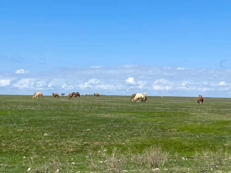 Tanbaly Gorge: Ancient Petroglyphs UNESCO Site Day Tour - Final Words