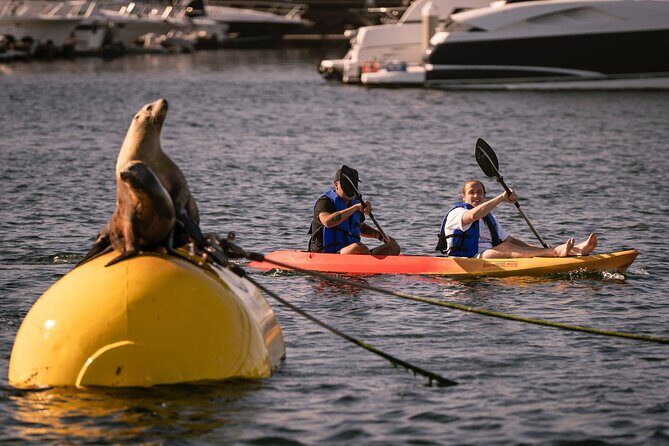 Tandem Kayak Rentals in Mission Bay - A Closer Look at the Experience