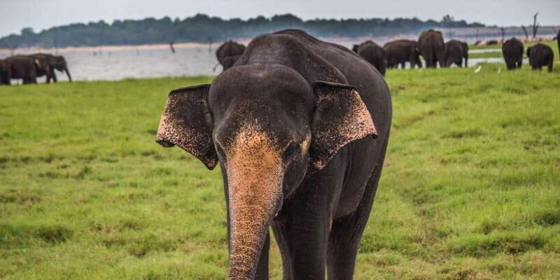 Tangalle/Hiriketiya: Udawalawa Safari & Elephant Orphanage - Key Points