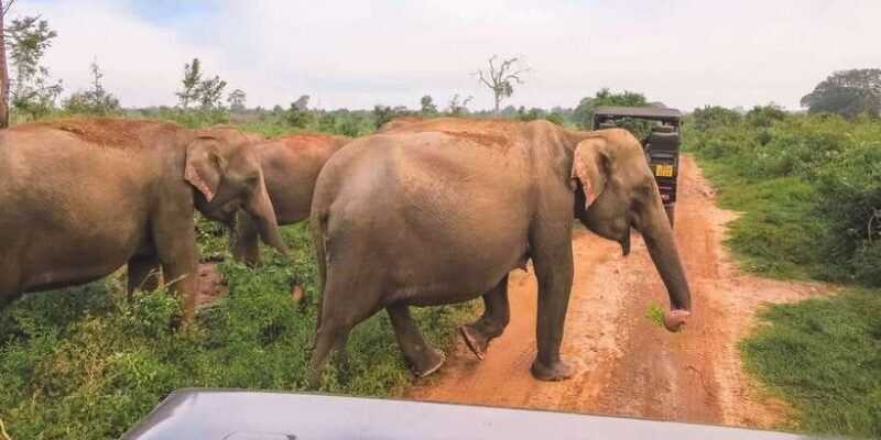 Tangalle/Hiriketiya: Udawalawa Safari & Elephant Transit Hom - The Elephant Transit Home