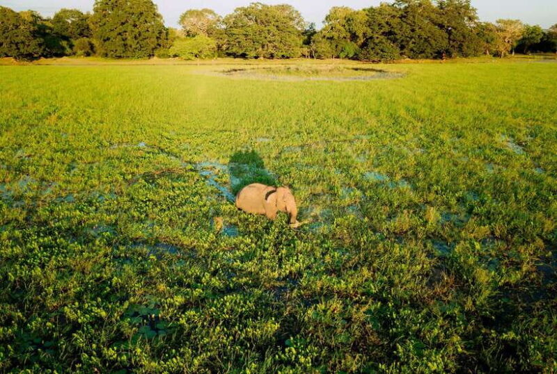 Tangalle/Hiriketiya: Yala National Park Safari in a 4x4 - An In-Depth Look at the Safari Experience