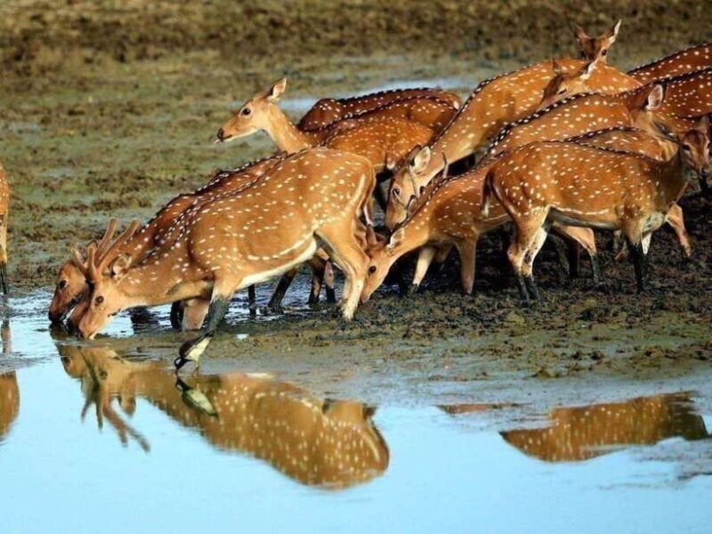 Tangalle/Mirissa: All Inclusive Full-Day Safari at Yala Park - Who Is This Tour Best For?