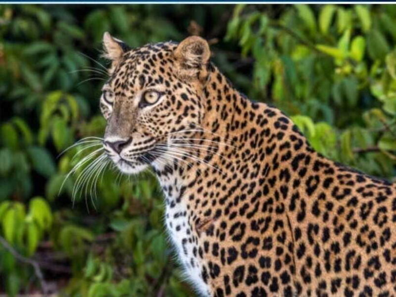 Tangalle/Mirissa: All Inclusive Full-Day Safari at Yala Park - FAQ