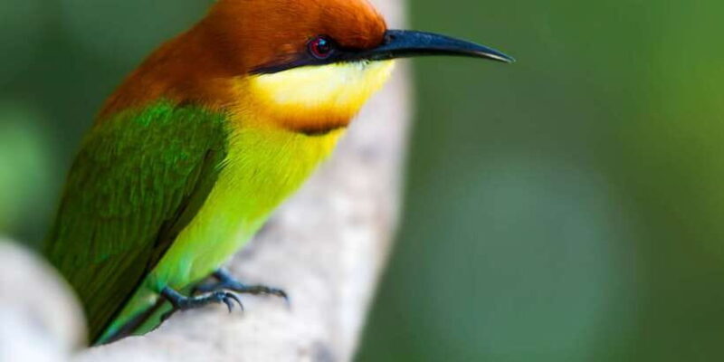 Tangalle: Safari Day Trip to Yala & Udawalawe w/ Picnic - A Detailed Look at the Safari Adventure