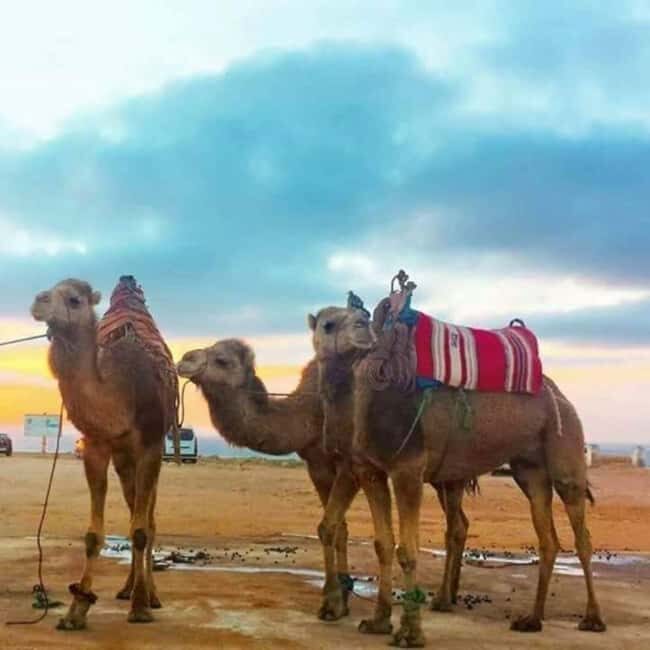 Tangier: Day Trip from Tarifa To Tanger { camel ride - Final Thoughts