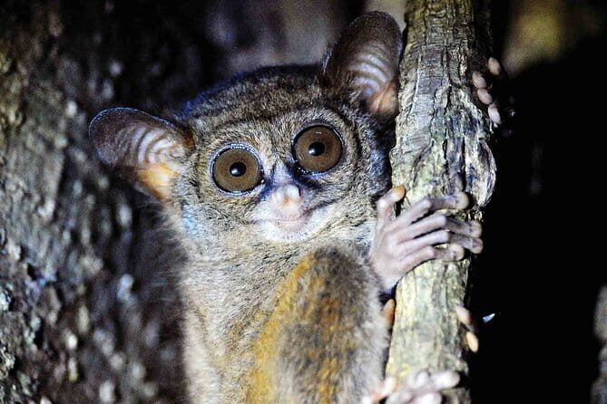 Tangkoko Bitung Manado Nature Tourism Park includes lunch. - Discovering Tangkoko Bitung Manado Nature Tourism Park: An Authentic Indonesian Wildlife Experience