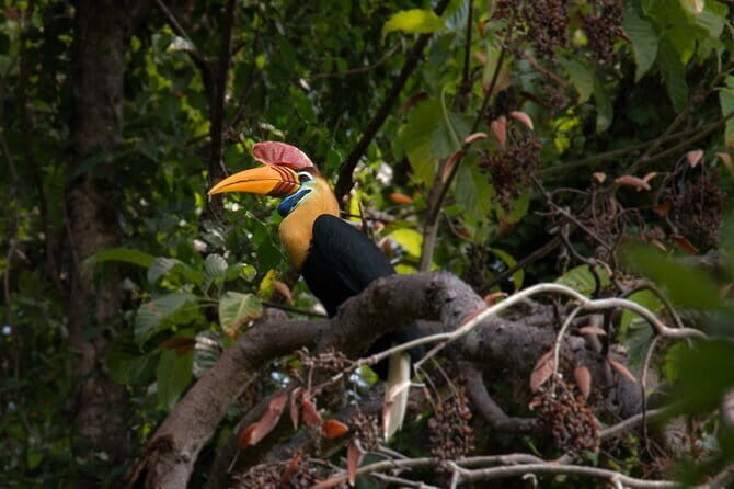 Tangkoko Bitung Manado Nature Tourism Park includes lunch. - Who Will Appreciate This Tour?