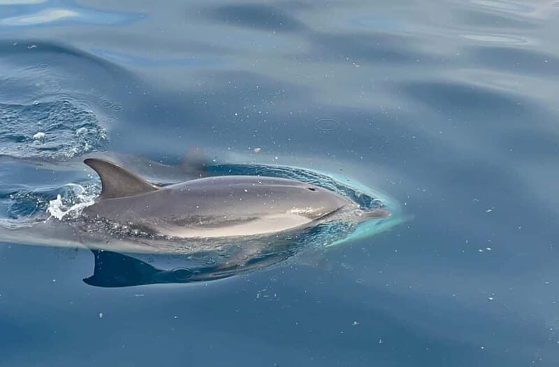 Taormina: Dolphin Tour and Sunset Aperitif Boat Tour - Why You Should Consider This Tour