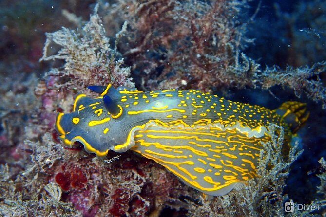 Taormina Scuba Diving Experience - The Basics of the Taormina Scuba Diving Experience