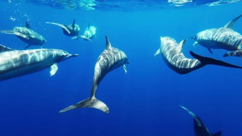 Taormina: Sea Tour in the Nemosub with Dolphin Sightings - Comfort, Safety, and Practicalities