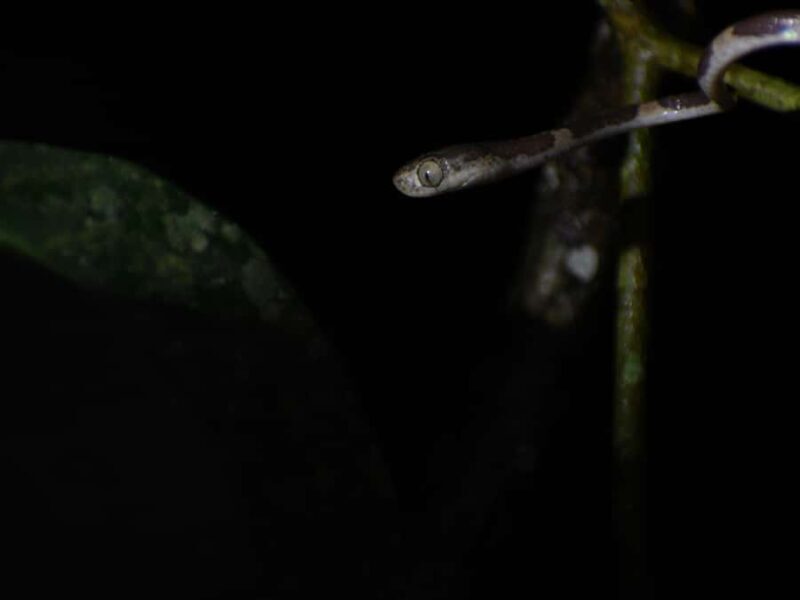 Tarapoto: Night Hike in the Amazon Rainforest - Key Points