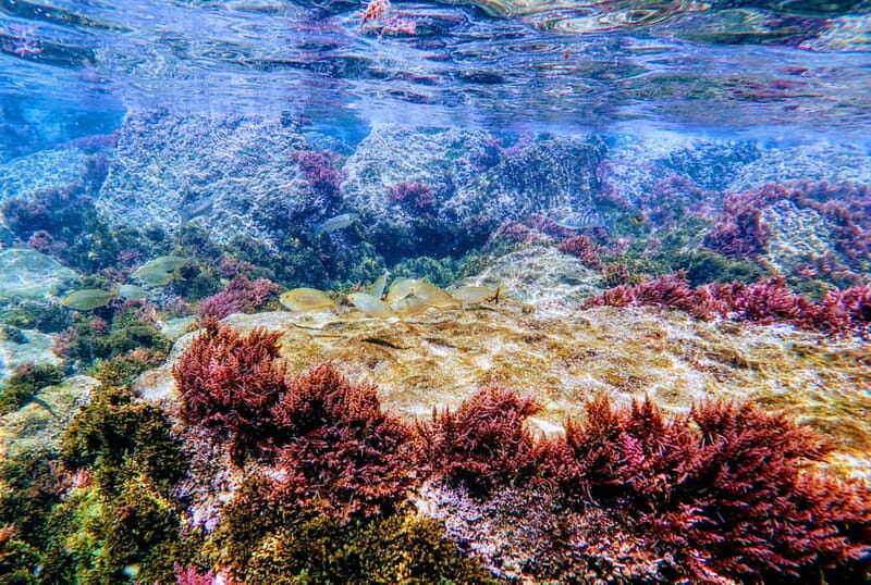 Tarifa: Guided Strait Natural Park Snorkel Tour - An In-Depth Look at the Snorkeling Experience in Strait Natural Park