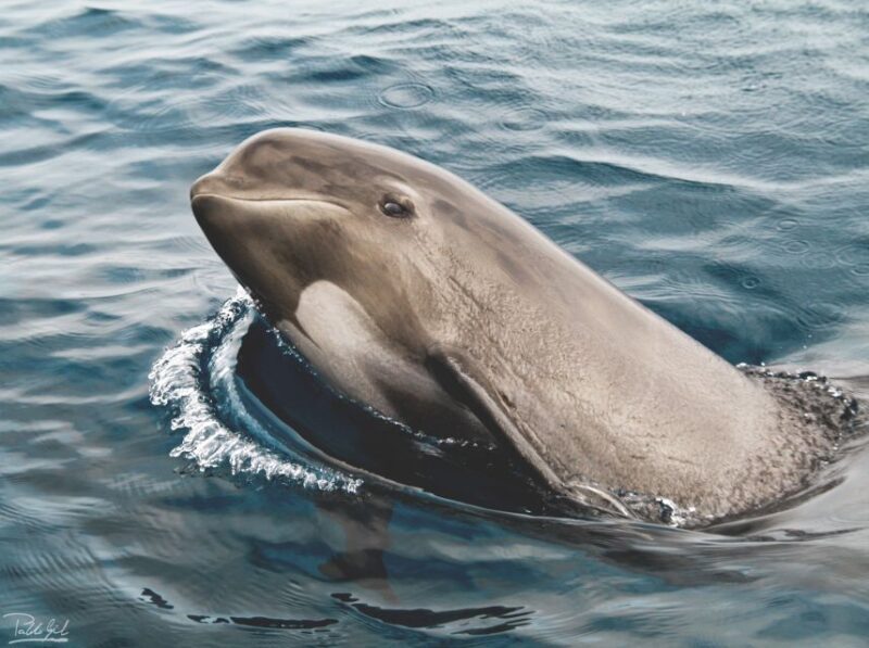 Tarifa: Whale & Dolphin Watching in the Strait of Gibraltar - A Genuine Look at the Experience