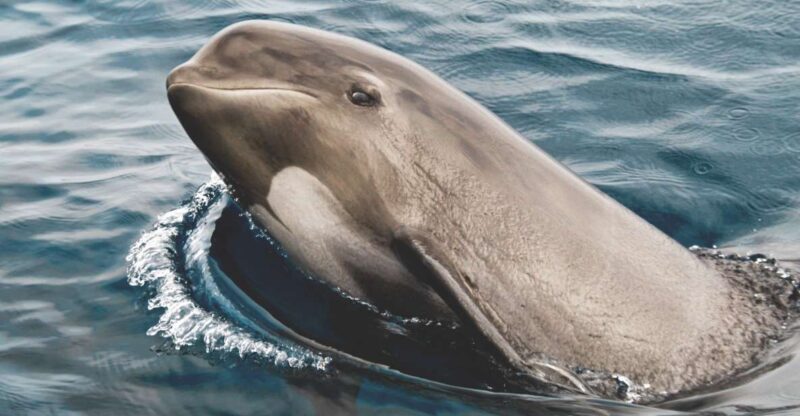 Tarifa: Whale & Dolphin Watching in the Strait of Gibraltar - The Value of the Experience