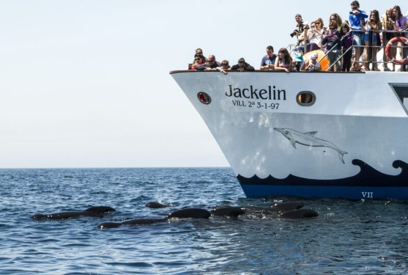 Tarifa: Whale & Dolphin Watching in the Strait of Gibraltar - Practical Info and Tips