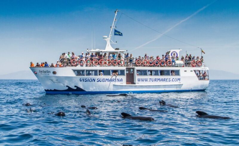 Tarifa: Whale & Dolphin Watching in the Strait of Gibraltar - FAQs